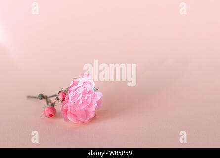 Zarte Rose mit Tautropfen auf einem hellen Hintergrund. Das Konzept des Minimalismus. Stockfoto