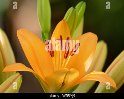 Blüte von einem grossen Orange Tiger Lily im Garten, Sommer Stockfoto