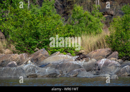 Chambal glatt beschichtet Otter oder Lutrogale perspicillata Lutrogale pers Familie Welpen spielen im Morgenlicht auf Felsen am chambal Fluss, Kota Stockfoto