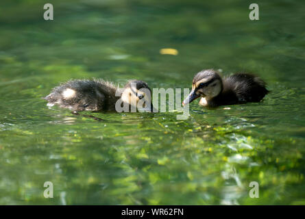 Stockente, entlein Essen (Anas Plathyrhynchos), Frankreich Stockfoto