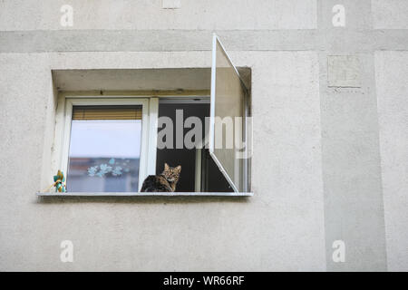 Graue weibliche Europäische kurzhaar Katze sitzt auf dem Sims eines Fensters von einem Mehrfamilienhaus Stockfoto