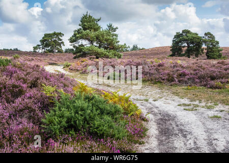 Heather in Blüte bei Morden Bog National Nature Reserve, Wareham, Dorset, England, UK. Stockfoto