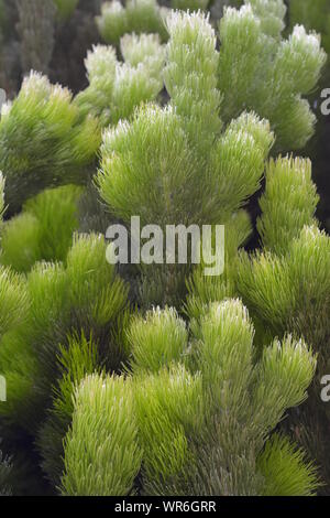 Fein und weich Baum Nadeln in verschiedenen Grüntönen unbekannter Nadelbaumbaum. Stockfoto