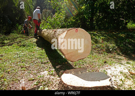 Kettensäge opeater und die helphand Arbeiten an nedding' oder die Vorbereitung der log takeng Maßnahmen und Fräsen aus den Zweigen. Stockfoto