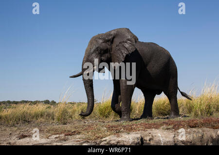 Erdgeschoss Blick auf einen Großen Afrikanischen Elefanten Loxodonta africana am Ufer des Chobe Nationalpark in Botswana in ein Schlammbad genommen Stockfoto