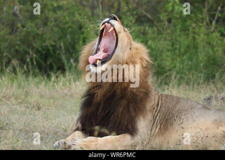 Männliche Löwe mit schwarzer Mähne brüllen, Masai Mara National Park, Kenia. Stockfoto