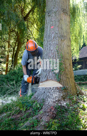 Kettensäge opeater schneidet einen Baum mit Kerbe oder 'Gesicht' für 'Hinge' bereits cutt heraus. Stockfoto