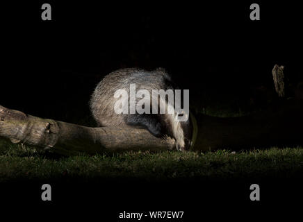 Close-up Vorderansicht des Wilden, städtischen Britischen Dachs (Meles meles UK) isoliert draußen in der Dunkelheit, das Suchen nach Nahrung auf dem Boden in einem britischen Garten bei Nacht. Stockfoto