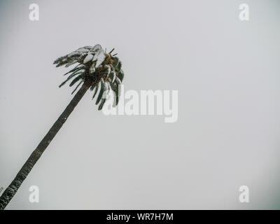 Dramatische schoss der Palme im Schnee bedeckt mit weißen bewölkter Himmel im Hintergrund Stockfoto