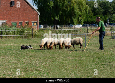 Kieldrecht, Belgien, September 1, 2019, Hirt mit seinem Schäferhund Border Collie haben die Kontrolle über die Schafe Stockfoto