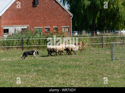 Kieldrecht, Belgien, 1. September 2019, der Border Collie, Hirte treibt die Schafe zum Gate Stockfoto