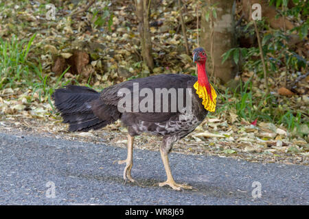 Australische Bushturkey Stockfoto