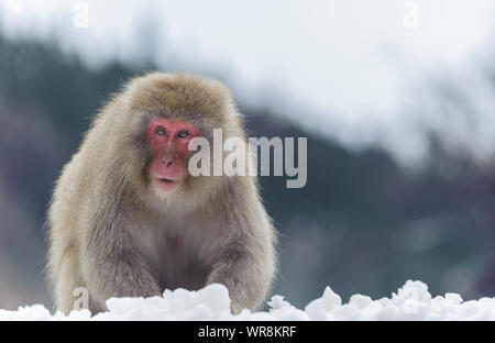 Sozial segregierten Macaque Stockfoto