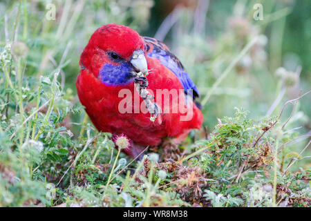 Crimson Rosella Fütterung auf Samen Stockfoto