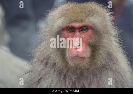 Sozial segregierten Macaque Stockfoto