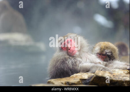 Japanische Macaque troupe Geselligkeit nach Rang in den nebligen, Thermalquellen in den Bergen rund um Yudanaka. Stockfoto