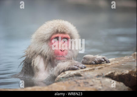 Sozial segregierte Macaque im Thermalbad in Japan Stockfoto