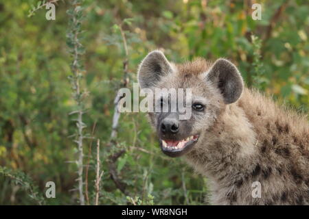 Tüpfelhyäne (Crocuta crocuta) Gesicht Nahaufnahme, Masai Mara National Park, Kenia. Stockfoto