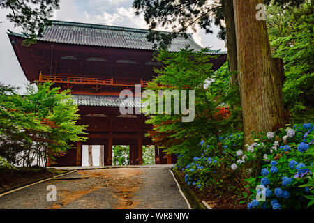 Wakayama, Japan - 23 Juli 2019: Hydrangea in voller Blüte am Haupttor, Koyasan. Stockfoto