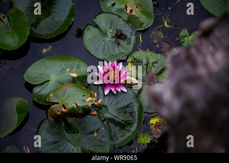 Eine Lilie in einem Park Teich in Berlin, Deutschland Stockfoto