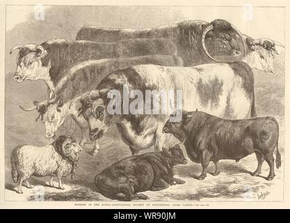 Sitzung der Royal Agricultural Society in Manchester: Preis Rinder 1869 Stockfoto