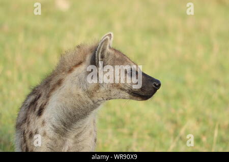 Tüpfelhyäne (Crocuta crocuta) Gesicht Nahaufnahme, Masai Mara National Park, Kenia. Stockfoto