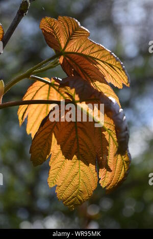 Zwei Maple Leafs, neu entfaltet ihre Knospen, die durch Sonnenlicht machen Sie orange und rot beleuchtet. Stockfoto