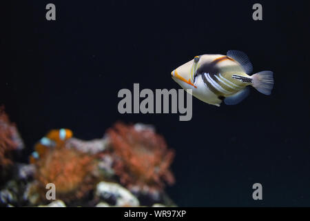 Lagune drückerfische Coral Reef Clown Drückerfisch Stockfoto