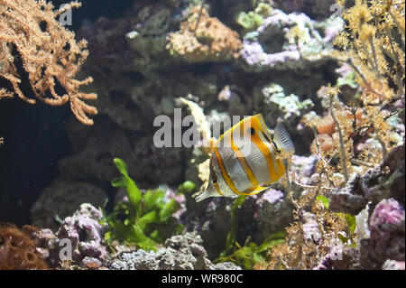 Copperband Falterfische (Chelmon rostratus) tropische Fische Stockfoto
