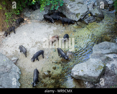 Schweine trinken am Fluß (Cascade du Voile de la Mariée - Korsika - Frankreich) Stockfoto