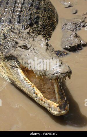 In der Nähe von Salzwasser Krokodil mit offenen Mund am Ufer des Flusses, Adelaide River, Australien Stockfoto