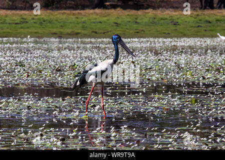Schwarz necked Stork Waten in einem flachen See mit weissen Wasser Blumen und Reflexionen. Stockfoto