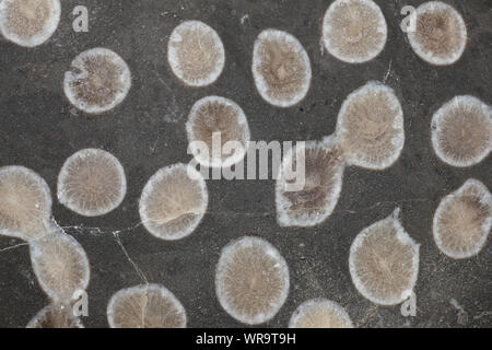 (Lithostrotion Siphonodendron) Rugose Coral Fossilen Stockfoto