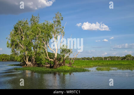 Paperbark Bäume in die Glasigen Billabong widerspiegelt, gelbes Wasser, Kakadu National Park, Australien Stockfoto