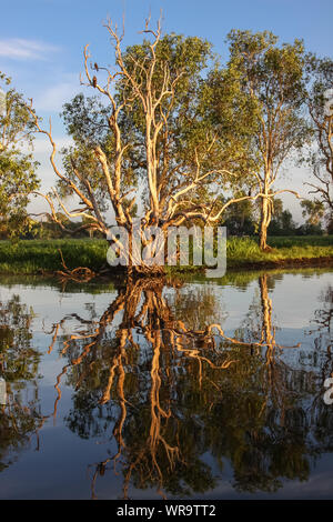 Morgenstimmung mit Paperbark Bäume in die Glasigen Billabong widerspiegelt, gelbes Wasser, Kakadu National Park, Australien Stockfoto