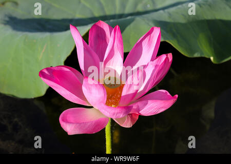 In der Nähe von wunderschönen Lotusblüte mit grünem Hintergrund, Gelb Wasser, Kakadu National Park, Australien Stockfoto