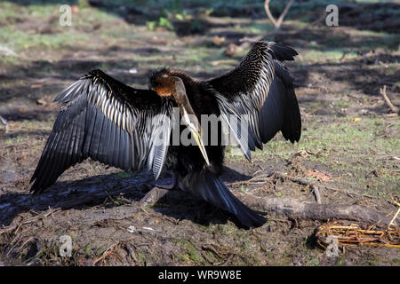 Australische darter ihre Flügel trocknen, gelbes Wasser, Kakadu National Park, Australien Stockfoto