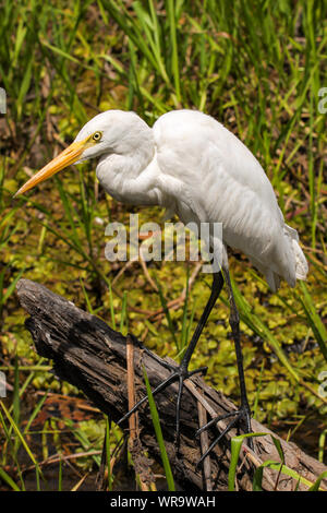 Nahaufnahme eines Intermediate egret Suche auf Beute, gelbes Wasser, Kakadu National Park, Australien Stockfoto