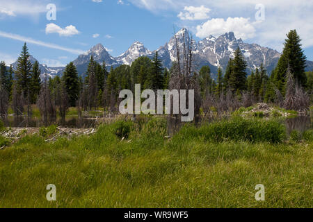 Pool auf einer Seite stream des Snake River und eine Beaver Dam mit den Teton Berge jenseits der Grand Teton National Park Wyoming USA Juni 2015 Stockfoto