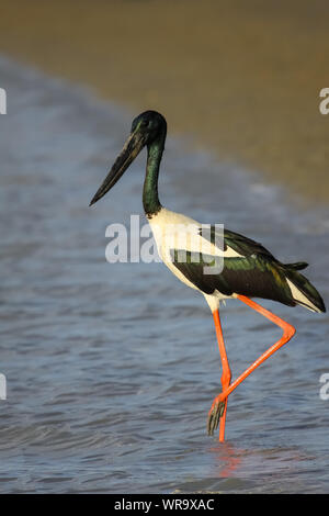 Schwarz necked Stork oder Jabiru waten auf dem Ufer, Karumba, Queensland, Australien Stockfoto