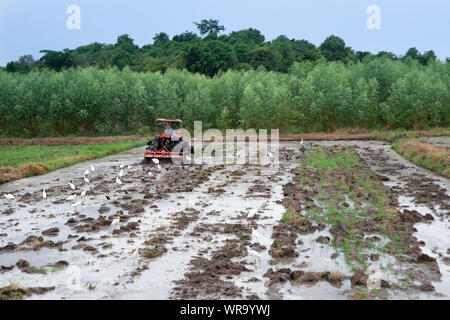 Landwirt mit Traktor zur Vorbereitung Reisfeld. Stockfoto