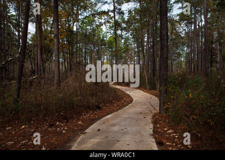 Kannenpflanze Naturpfad durch Longleaf Kiefer Pinus palustris, große Dickicht National Preserve, Texas, USA, Dezember 2017 Stockfoto