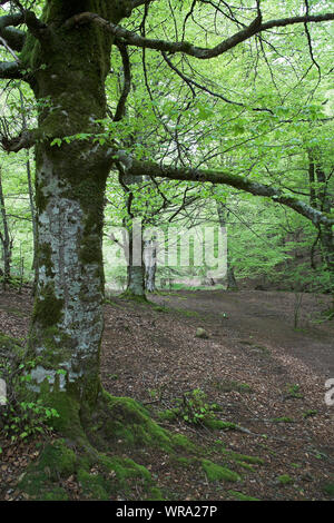 Buche Fagus sylvaticus Waldgebiet Bosque del Irati Pyrenäen Region Navarra Spanien Stockfoto