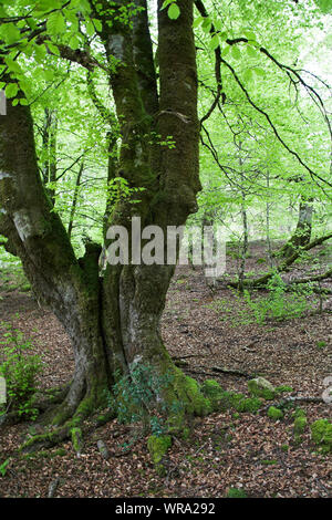 Buche Fagus sylvaticus Waldgebiet Bosque del Irati Pyrenäen Region Navarra Spanien Stockfoto