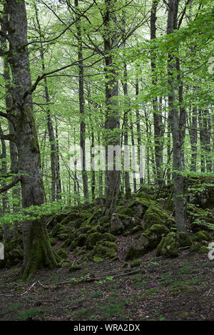 Buche Fagus sylvaticus Waldgebiet Bosque del Irati Pyrenäen Region Navarra Spanien Stockfoto