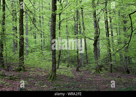 Buche Fagus sylvaticus Waldgebiet Bosque del Irati Pyrenäen Region Navarra Spanien Stockfoto