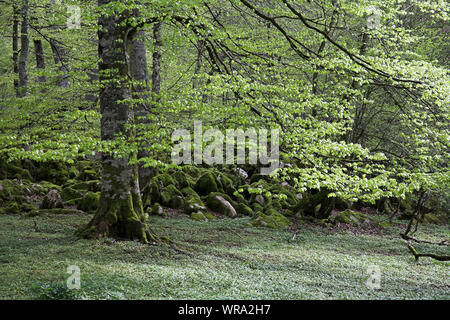 Buche Fagus sylvaticus Waldgebiet Bosque del Irati Pyrenäen Region Navarra Spanien Stockfoto