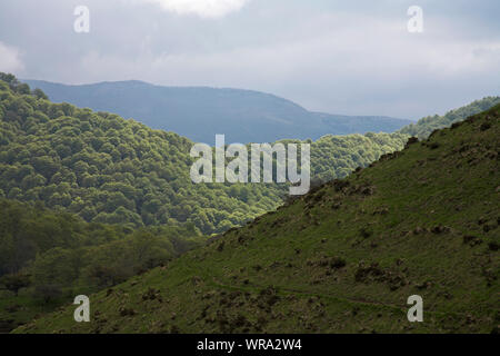 Buche Fagus sylvaticus Waldgebiet Bosque del Irati Pyrenäen Region Navarra Spanien Stockfoto