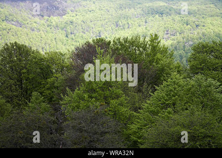 Buche Fagus sylvaticus Waldgebiet Bosque del Irati Pyrenäen Region Navarra Spanien Stockfoto