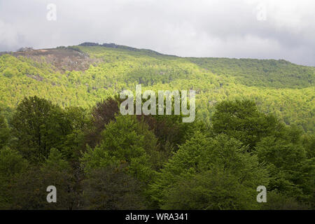 Buche Fagus sylvaticus Waldgebiet Bosque del Irati Pyrenäen Region Navarra Spanien Stockfoto